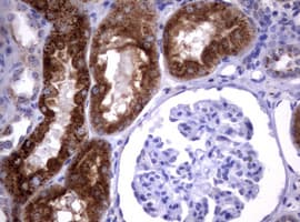 Monoclonal Mouse anti-Human NEU1 / NEU Antibody (clone OTI3D4, IHC, WB)