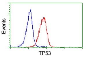 TP53 / p53 Antibody (clone OTI1C6)