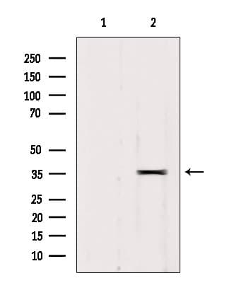 Polyclonal Rabbit anti-Human RALY Antibody (IF, WB)