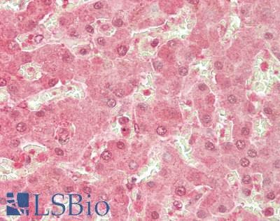 IHC-plus™ ENTPD5 / CD39L4 Antibody