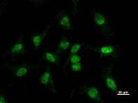 BBX Antibody (clone 2065C12a)