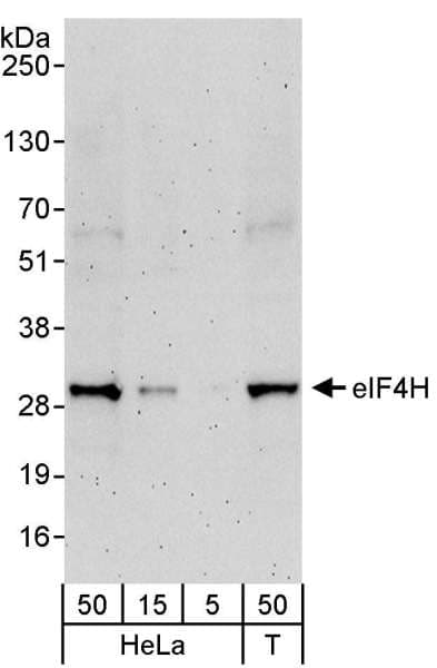 EIF4H Antibody (aa198-248)