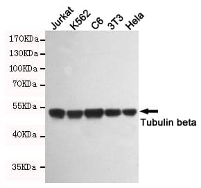 Monoclonal Mouse anti-Human TUBB / Beta Tubulin Antibody (WB)