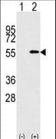 NUP50 Antibody (aa432-461)