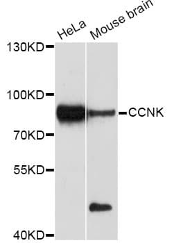 CCNK Antibody