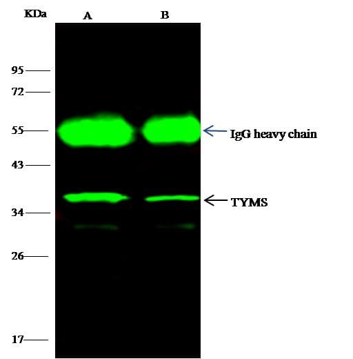 TS / Thymidylate Synthase Antibody (Preservative Free)