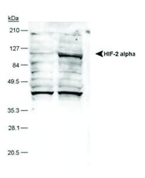 HIF2A / EPAS1 Antibody (aa535-631, clone Ep190b, Biotin)