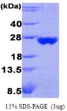 Human PRDX3 / Peroxiredoxin 3 Protein (Recombinant)