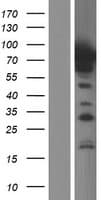 p66 / SHC Protein (Over-Expression Lysate Myc-DDK (Flag))