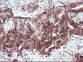 RASSF8 Antibody (clone OTI1F5)
