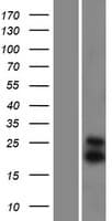 Human DIABLO / SMAC Protein (Over-Expression Lysate Myc-DDK (Flag))