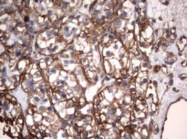 Vimentin Antibody (clone OTI1A9)