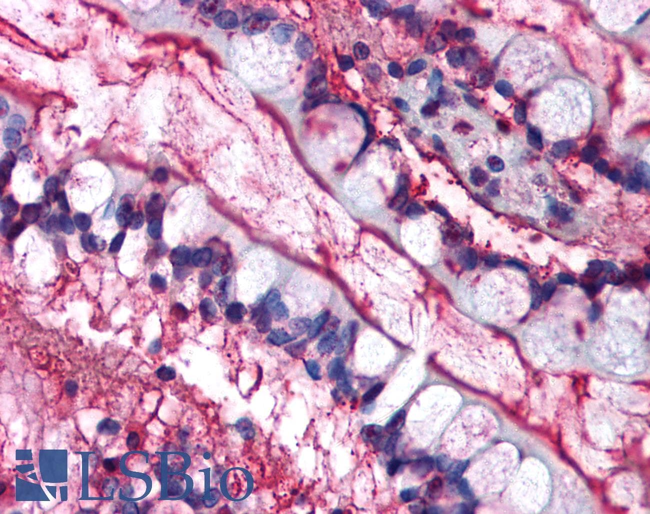 CAV1 / Caveolin 1 Antibody (clone 7C8, DY488)