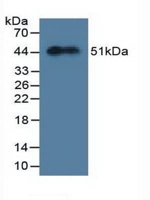 MYL3 Antibody (aa8-199, Biotin)