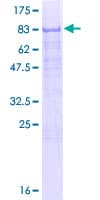 Human ZCWPW1 Protein (Recombinant GST)