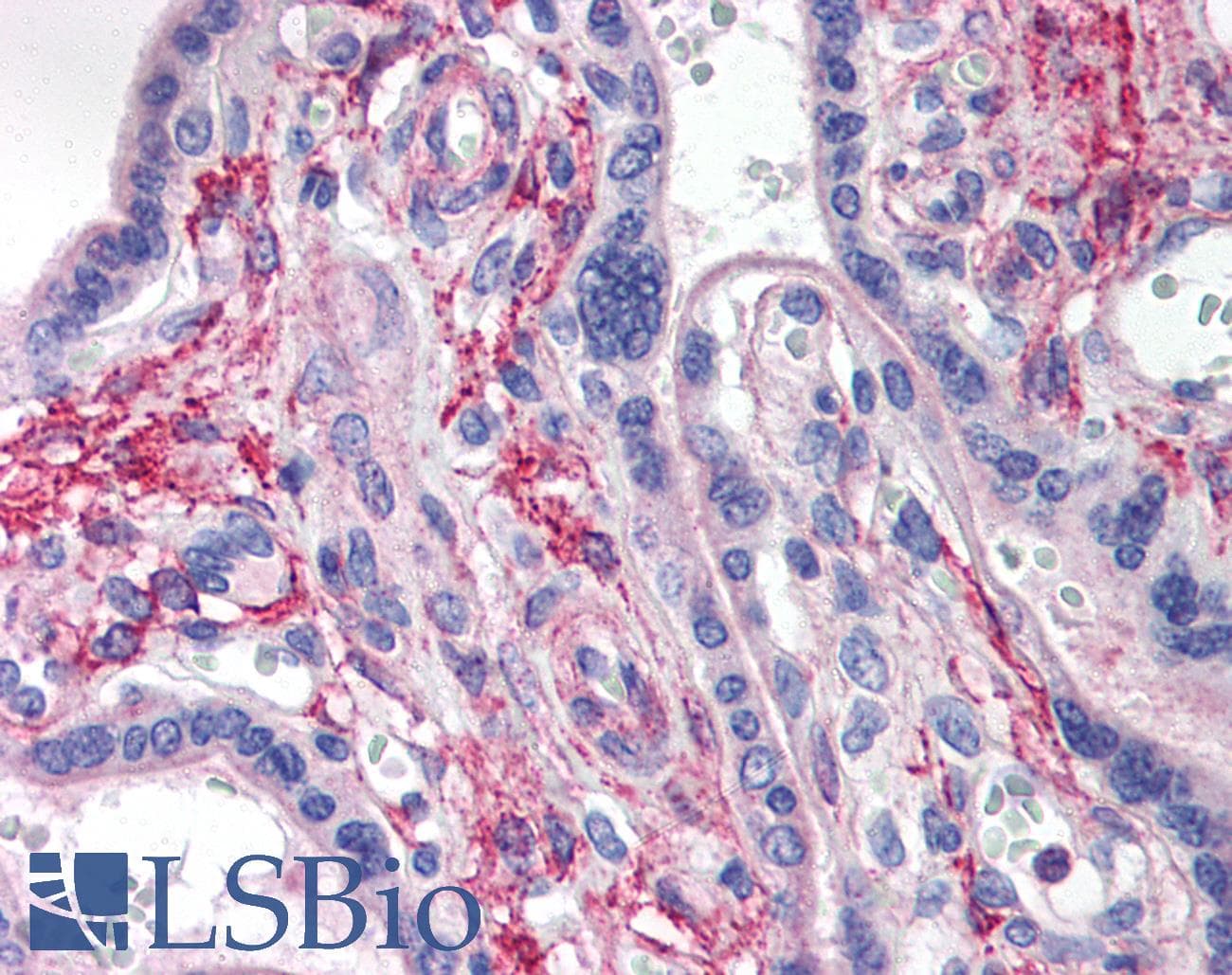 IHC-plus™ LAMP2 / CD107b Antibody