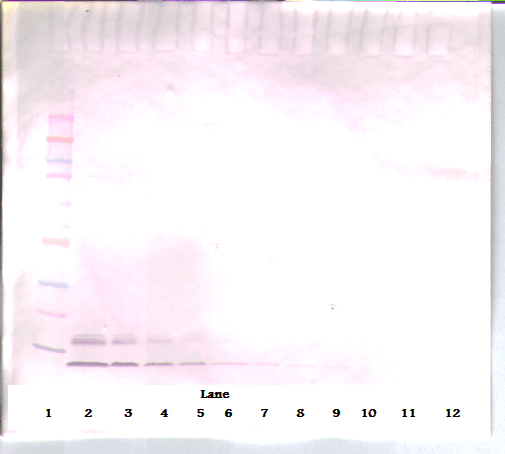CCL3 / MIP-1-Alpha Antibody