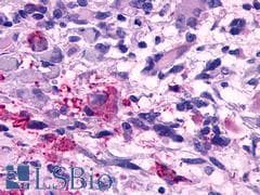 PathPlus™ TAAR5 Antibody (Cytoplasmic Domain)