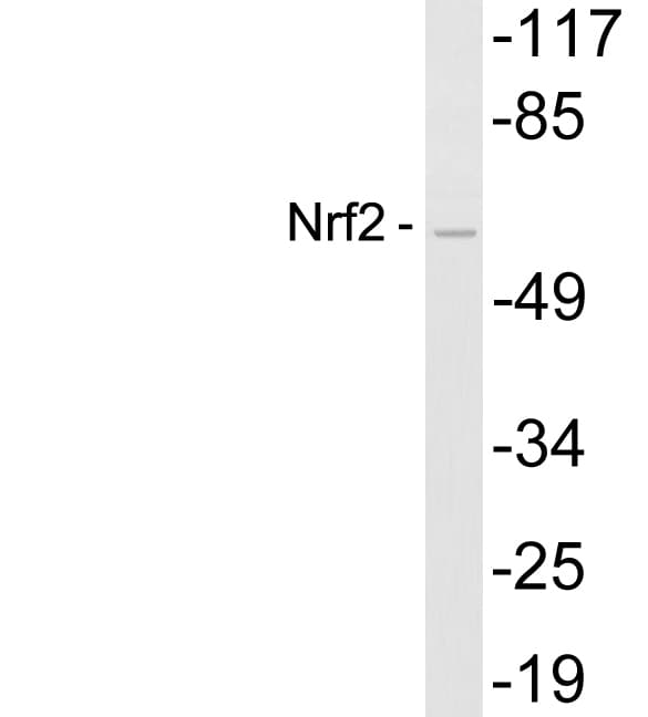 NFE2L2 / NRF2 Antibody (aa40-89)