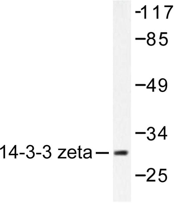 YWHAZ / 14-3-3 Zeta Antibody (Val52)