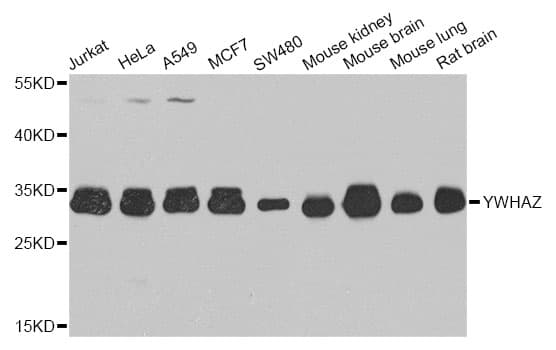 YWHAZ / 14-3-3 Zeta Antibody