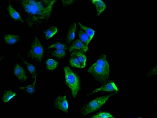 Polyclonal Rabbit anti-Human AKAP17A / 721P Antibody (IF)