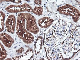 PSMB7 Antibody (aa58-277, clone OTI1D1, Carrier-free)