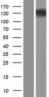 RET Protein (Over-Expression Lysate Myc-DDK (Flag))