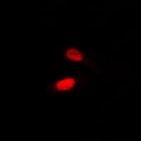 Polyclonal Rabbit anti-Human BHLHB2 / DEC1 Antibody (IHC, IF, WB)