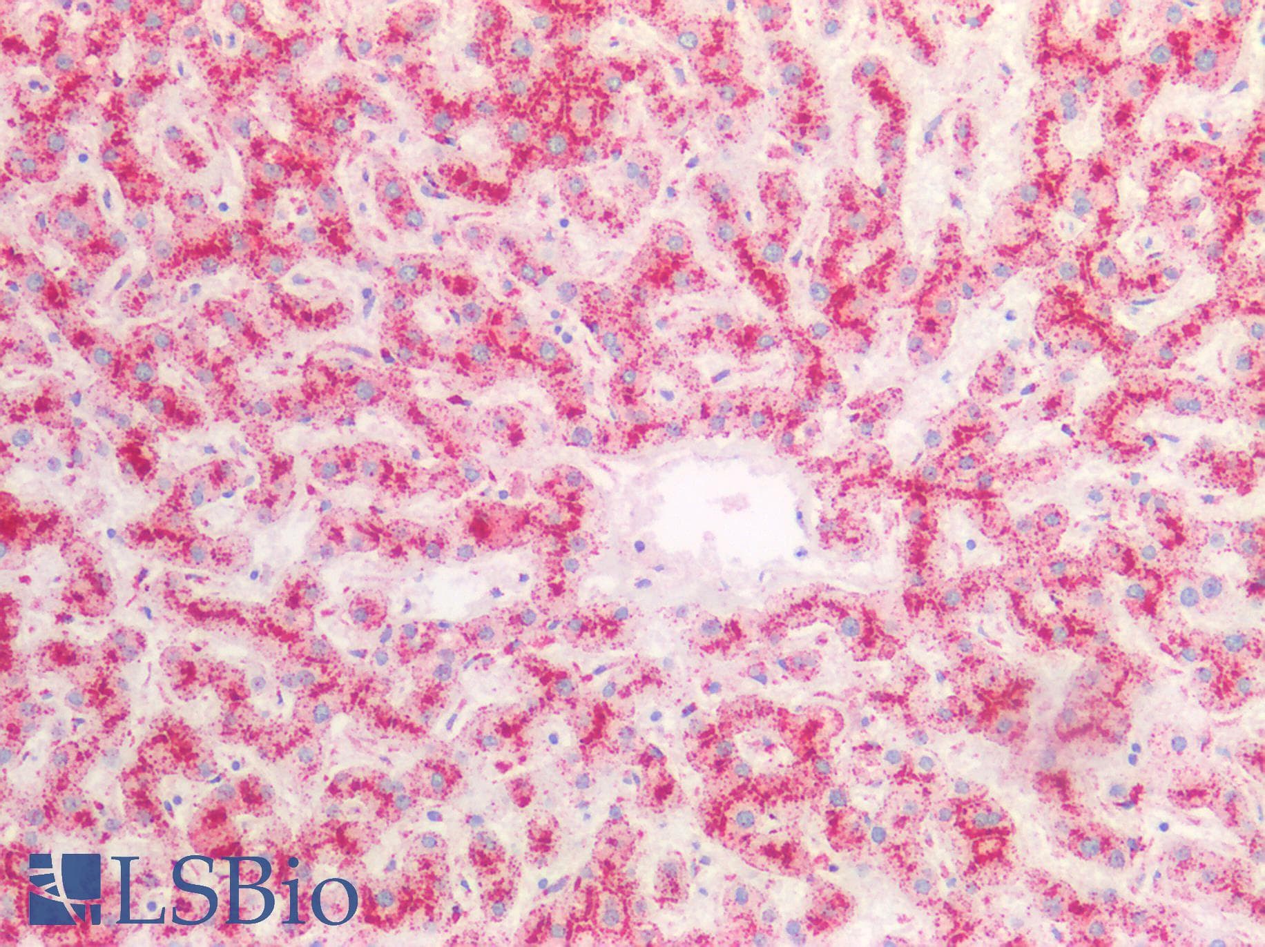 PathPlus™ CTSD / Cathepsin D Antibody (Internal)