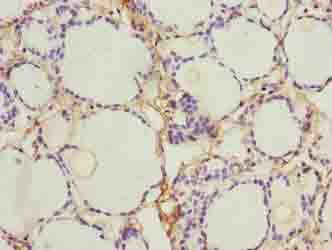 NINJ2 / Ninjurin 2 Antibody