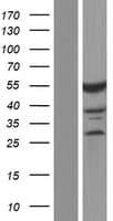 CELF2 / CUGBP2 Protein (Over-Expression Lysate Myc-DDK (Flag))