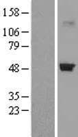 CRTAP Protein (Over-Expression Lysate Myc-DDK (Flag))
