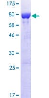 Human IFIT3 Protein (Recombinant GST)