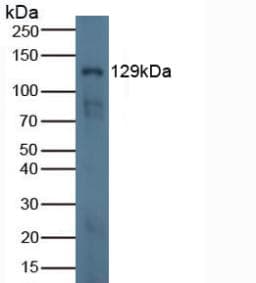 LAMB3 / Laminin Beta 3 Antibody (aa367-568, APC)