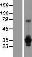GAS2 Protein (Over-Expression Lysate Myc-DDK (Flag))