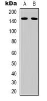 NID1 / Entactin / Nidogen-1 Antibody (Internal)