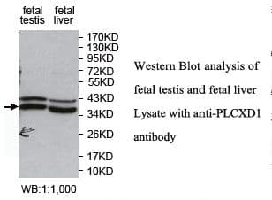 PLCXD1 Antibody (aa106-323)
