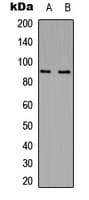MARK2 Antibody (N-Terminus)