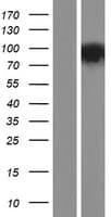 PDE10A Protein (Over-Expression Lysate Myc-DDK (Flag))