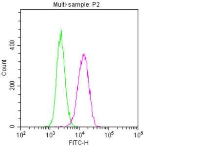 NES / Nestin Antibody (clone 2G2F7)