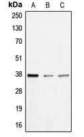 BNIP2 Antibody (Internal)