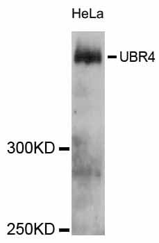 Polyclonal Rabbit anti-Human UBR4 Antibody (WB)