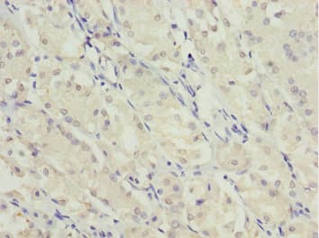 MYO5C Antibody