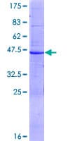 Human ABCA6 Protein (Recombinant GST)