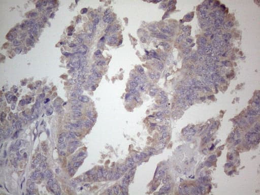 SDHB Antibody (clone OTI1H6)