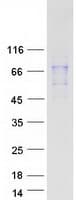 Human TRIM29 Protein (Recombinant Myc-DDK (Flag))