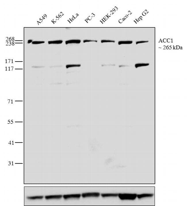 Monoclonal Mouse anti-Human Acetyl-CoA Carboxylase / ACC Antibody (clone 143, C-Terminus, IF, WB)
