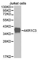 DDX / AKR1C3 Antibody