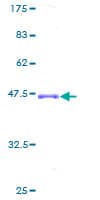 Human CLEC4D / MCL Protein (Recombinant GST)